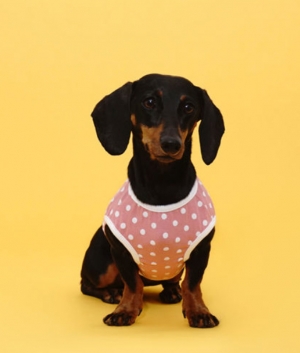 플로트 실내복 도트민소매티셔츠 강아지옷 핑크