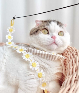 개달당 동백꽃 낚시대 고양이 끈 장난감 카샤카샤 리필